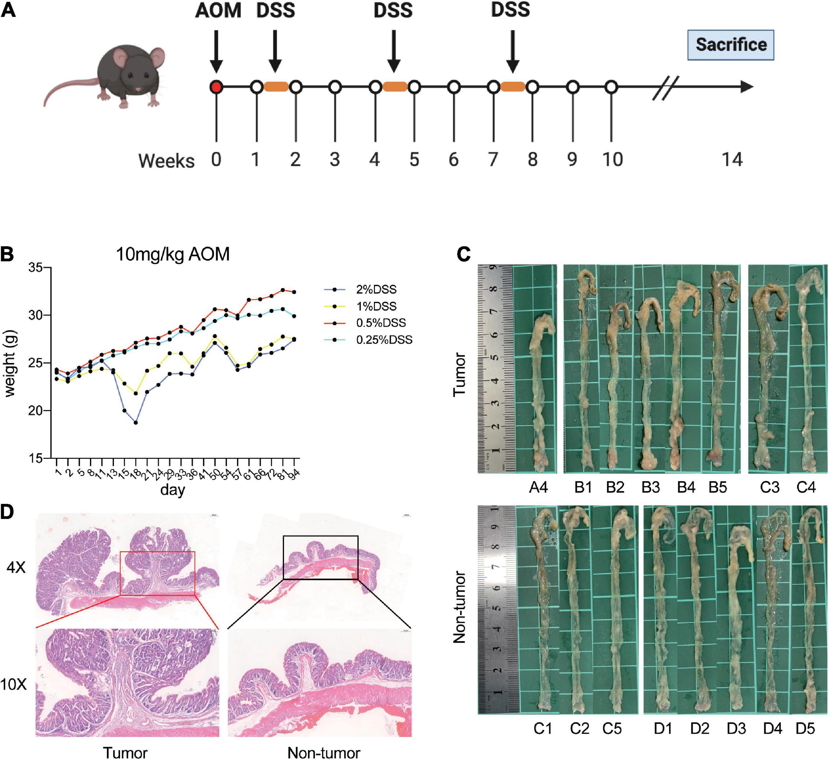 Integrated analysis of the gut microbiome and metabolome in a mouse model of inflammation-induced colorectal tumors